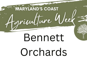 🌻 Maryland’s Coast Agriculture Week: Sunset Yoga + Peach & Sunflower Experience at Bennett Orchards