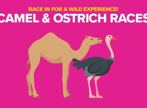 Camel and Ostrich Races