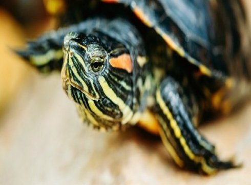 Aquarium Feeding