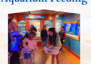 Aquarium Feeding at Ocean City Life-Saving Station Museum