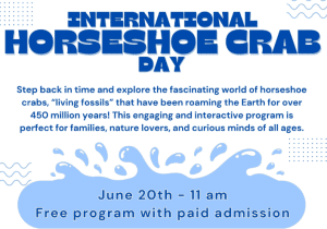 International Horseshoe Crab Day