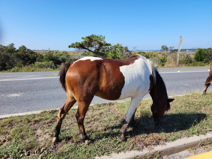 Assateague Island National Seashore