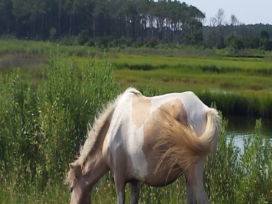 Assateague Island National Seashore