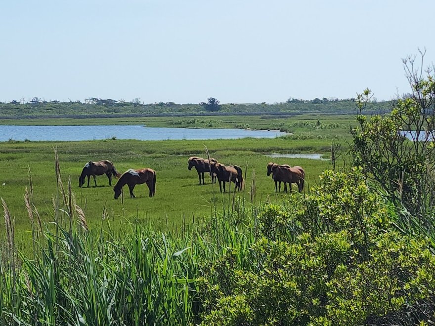 Assateague Island National Seashore