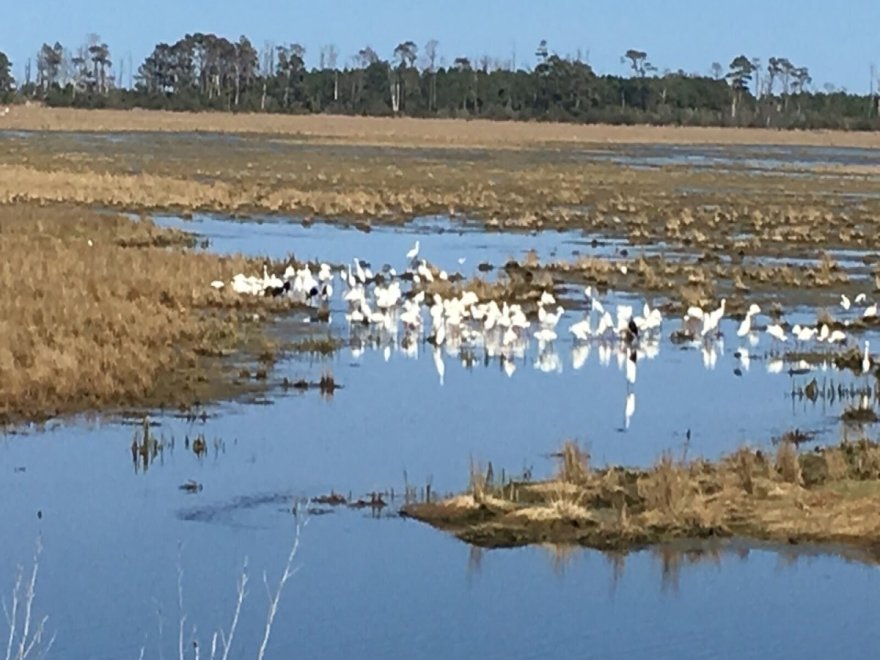 Assateague Island National Seashore