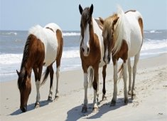 Assateague Island National Seashore