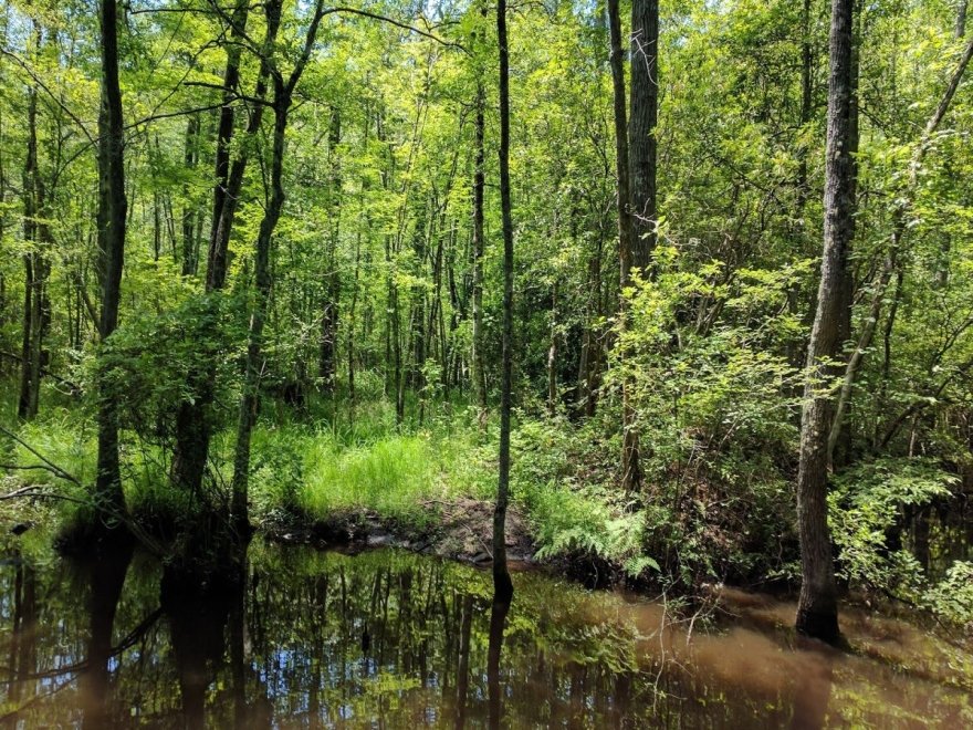 Pocomoke River State Park: Milburn Landing