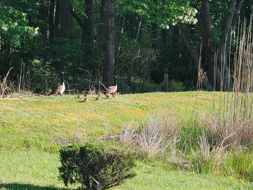 Maryland Coastal Bays Program