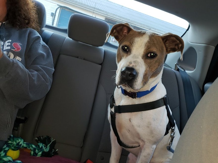 Worcester County Humane Society