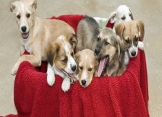 Worcester County Humane Society