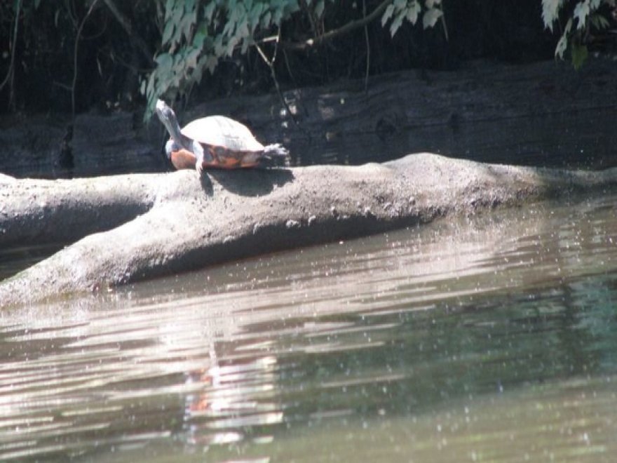 Pocomoke River Canoe Company