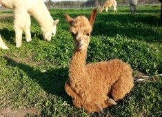 Ocean Breeze Alpacas
