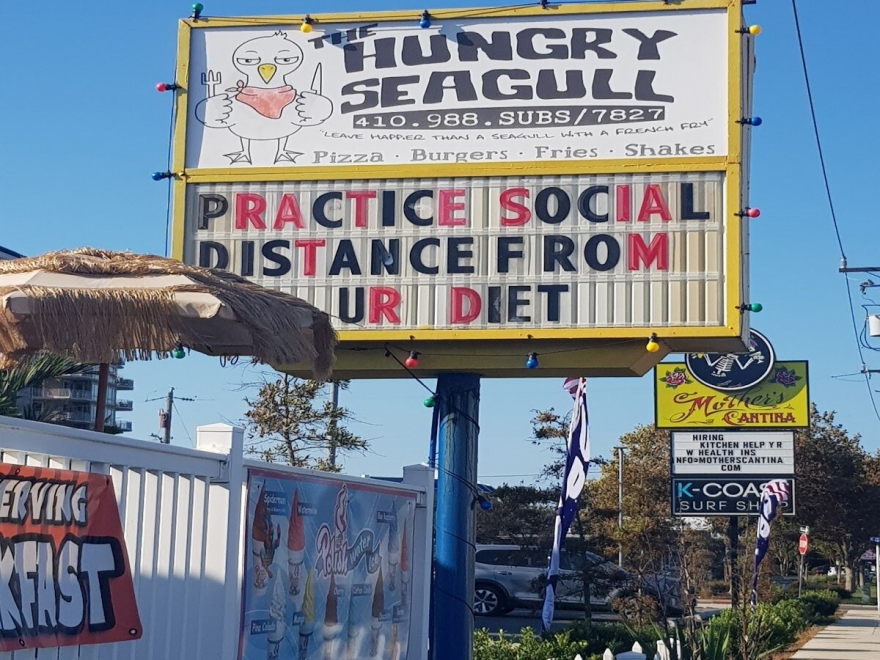 The Hungry Seagull