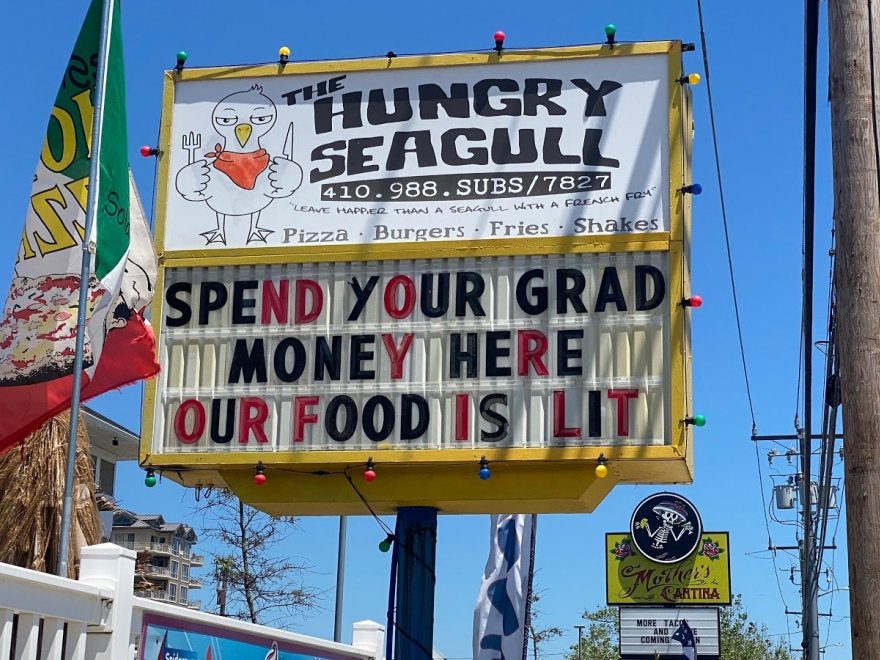 The Hungry Seagull