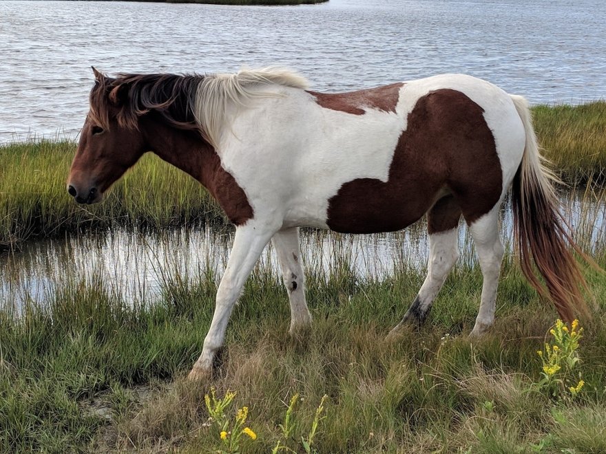 Assateague Coastal Trust