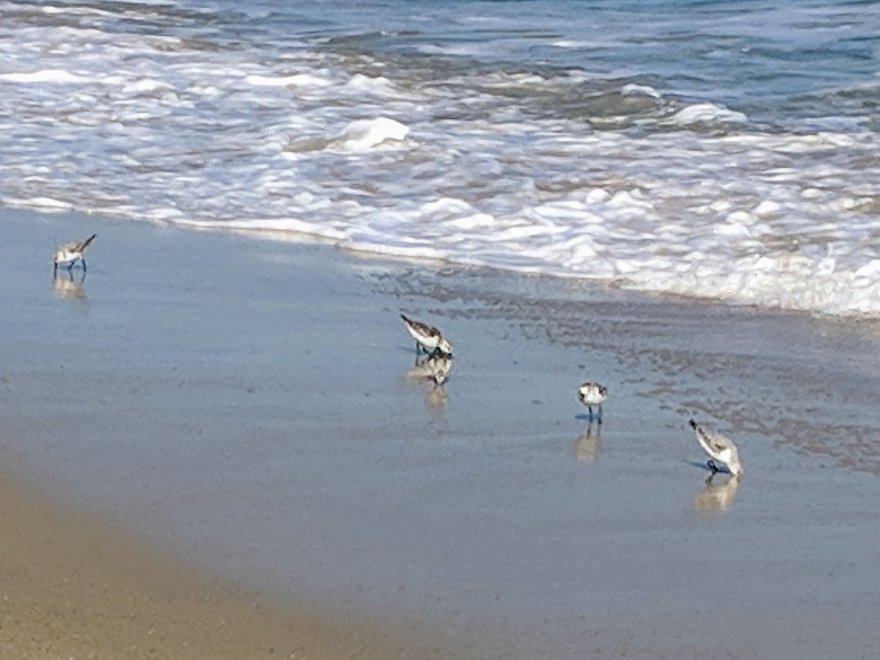 Assateague Coastal Trust