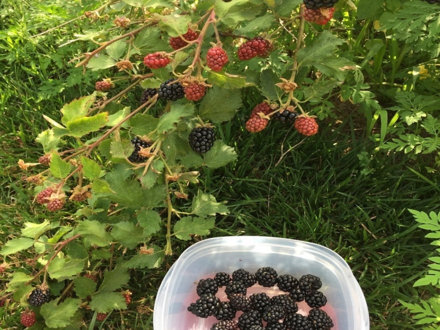 Assateague Farm