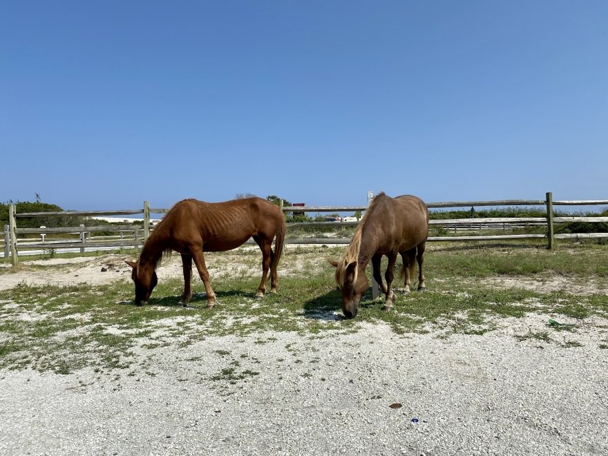 Assateague Island Tours