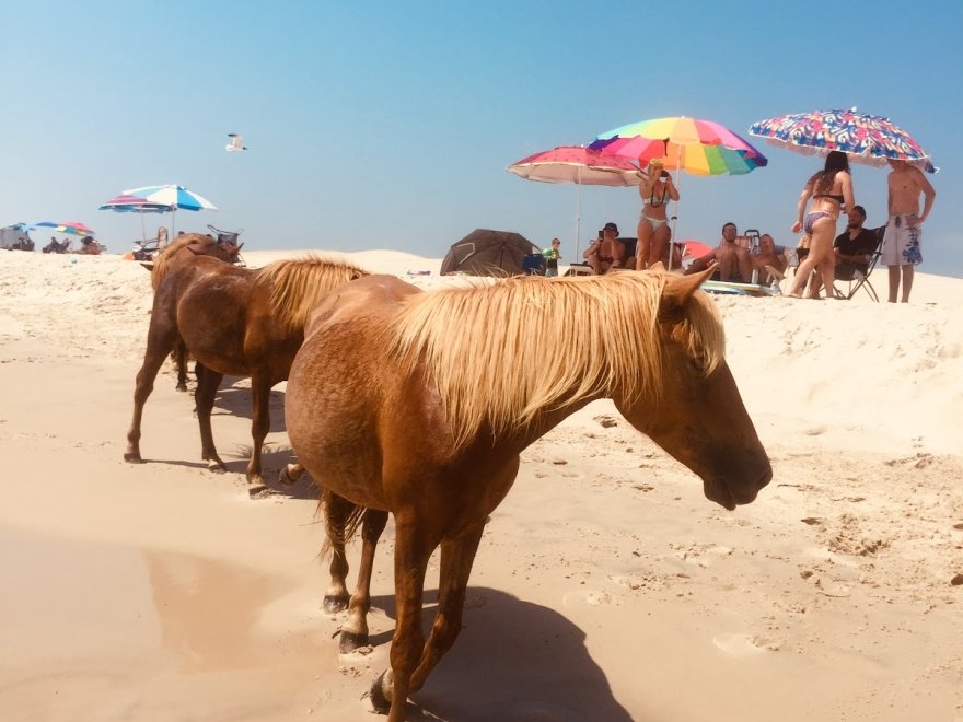 Assateague Island Tours