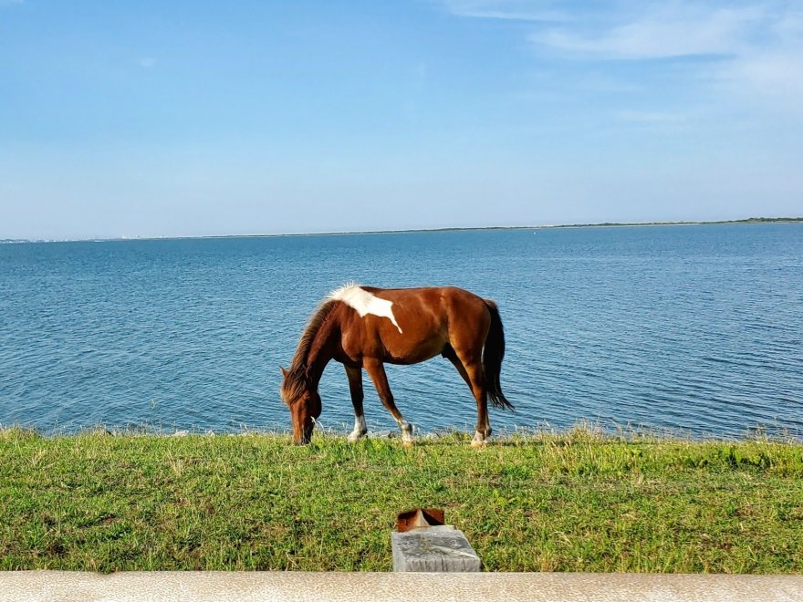 Assateague Island Tours