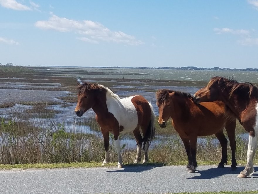 Assateague Island Tours