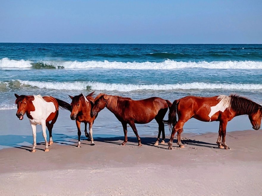 Assateague Island Tours