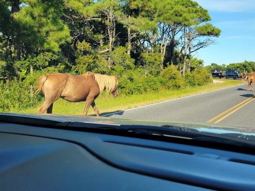 Assateague Island Tours