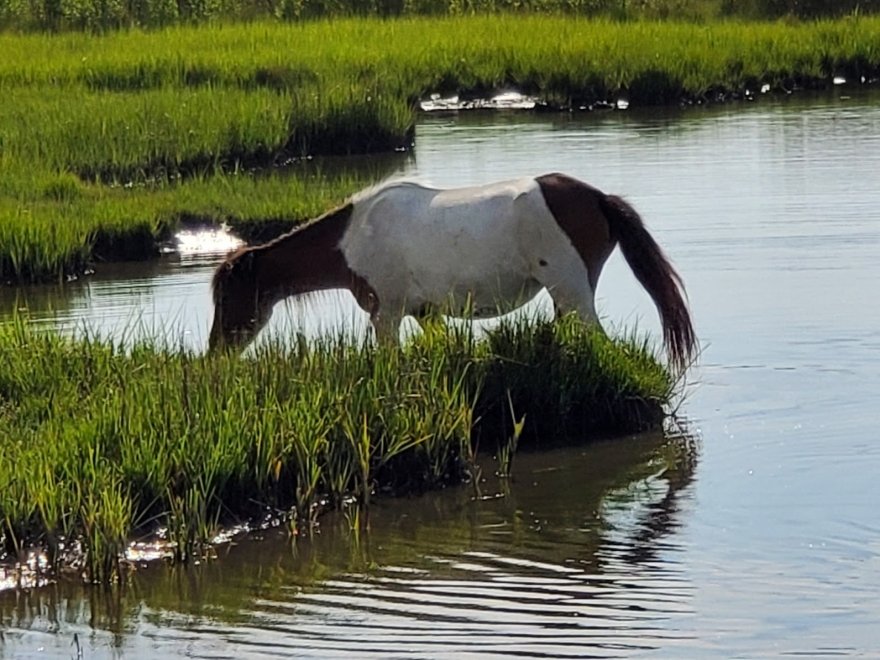 Assateague Island Tours