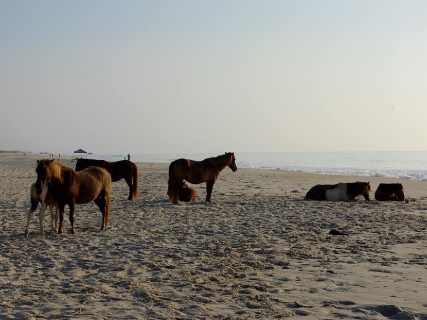 Assateague Island Tours