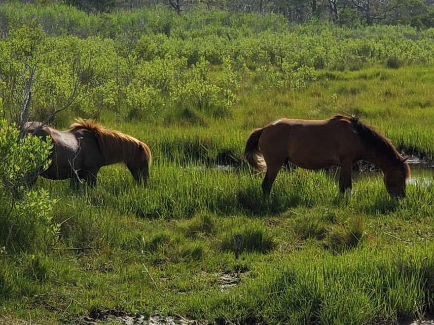 Assateague Island Tours