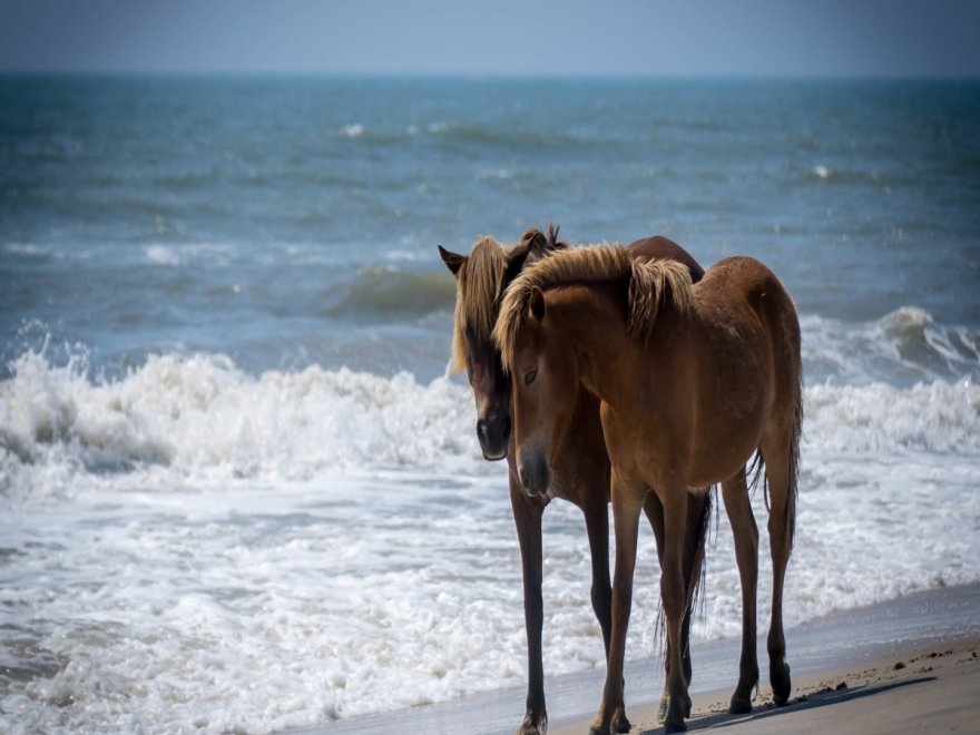 Assateague Island Tours