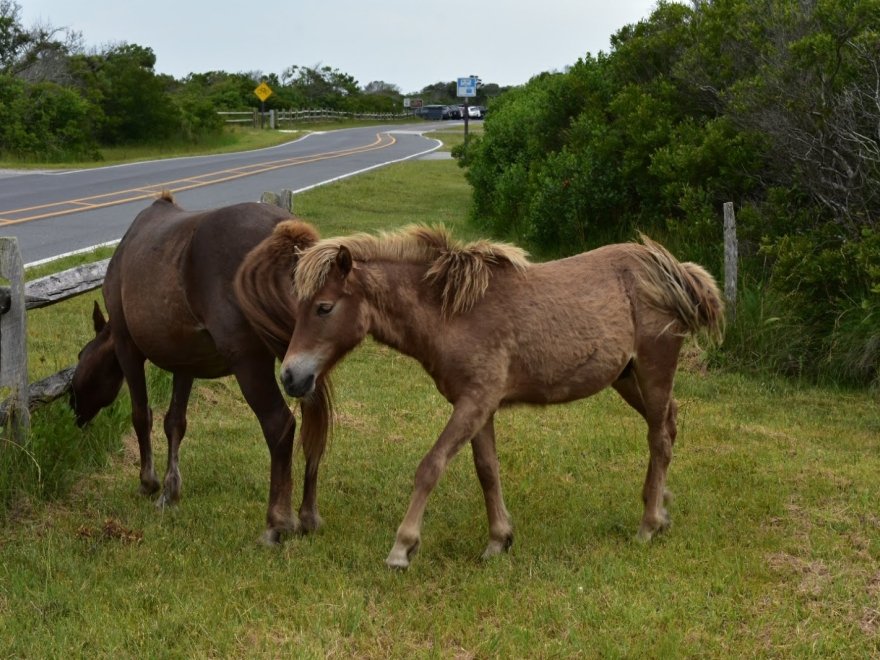 Assateague Island Tours