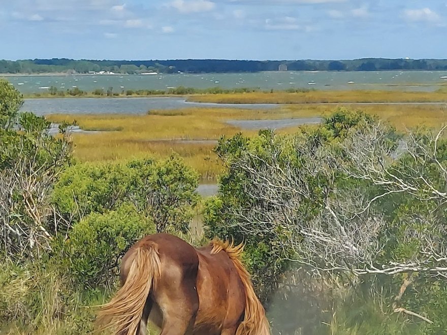 Assateague Island National Seashore - Bayside Drive-in Campground