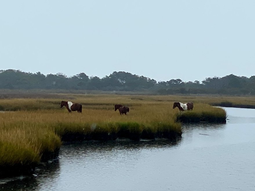 Assateague Island National Seashore - Bayside Drive-in Campground