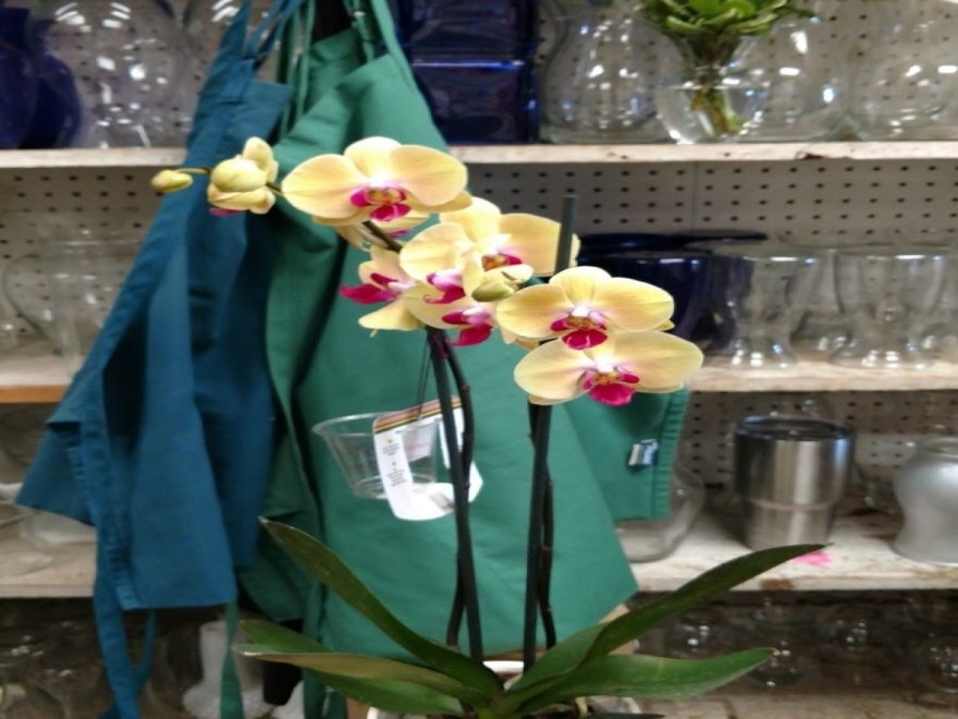 Ocean City Florist, Gifts, & Flower Delivery