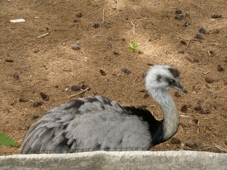 Salisbury Zoological Park