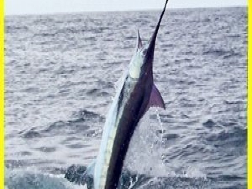 Marli Sportfishing 