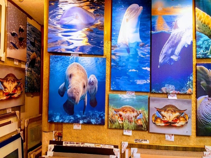 Ocean Gallery