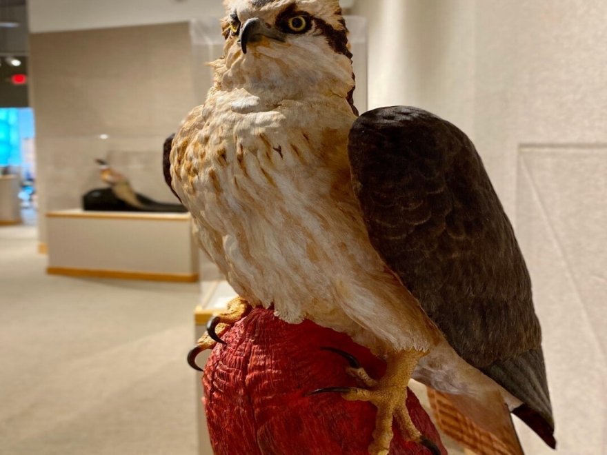 The Ward Museum of Wildfowl Art