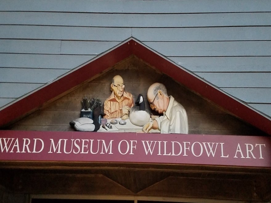 The Ward Museum of Wildfowl Art