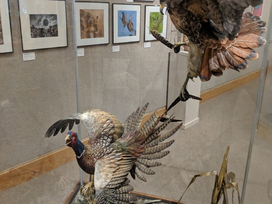 The Ward Museum of Wildfowl Art