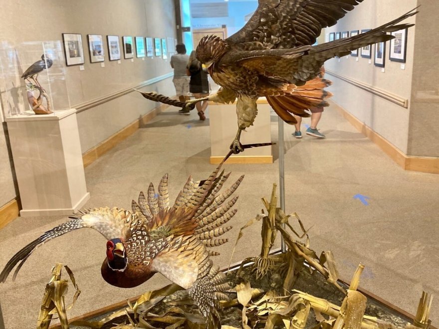 The Ward Museum of Wildfowl Art