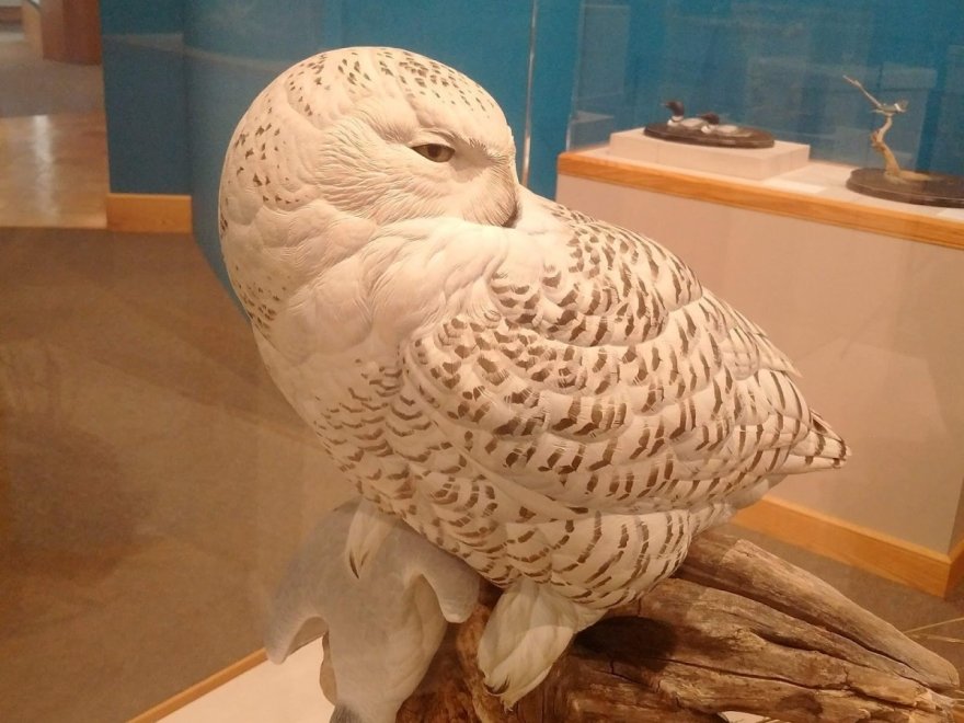 The Ward Museum of Wildfowl Art