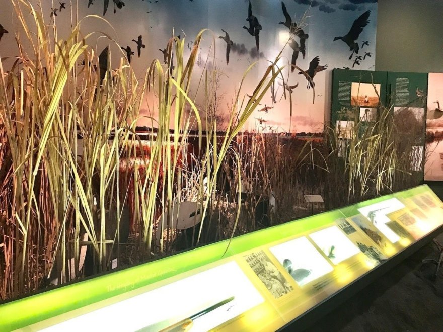 The Ward Museum of Wildfowl Art