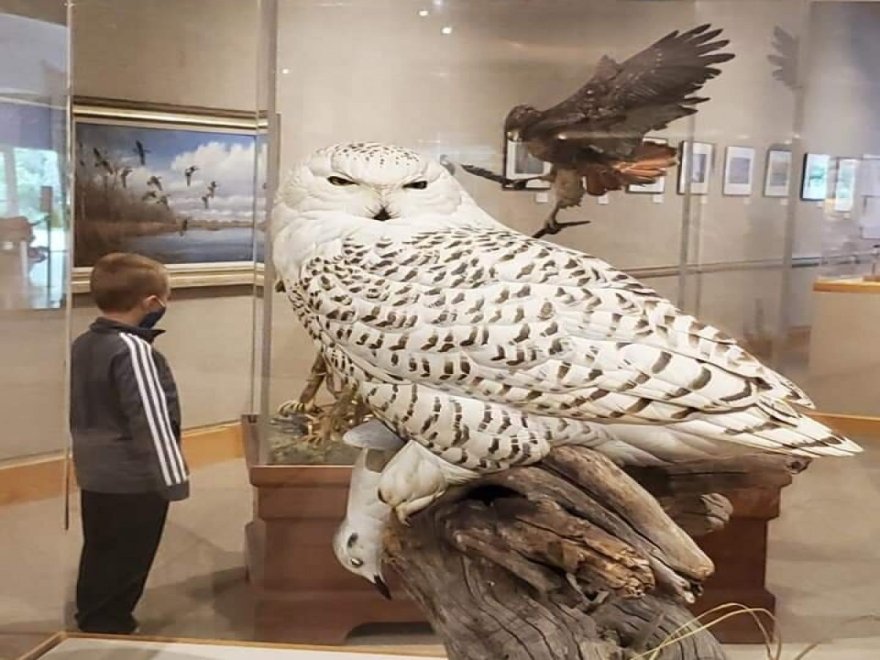 The Ward Museum of Wildfowl Art