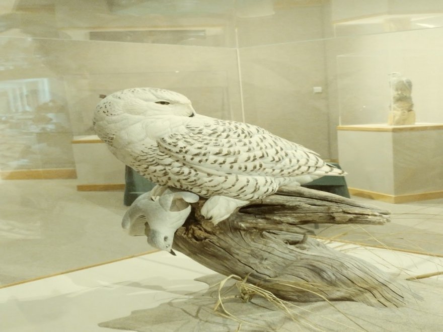 The Ward Museum of Wildfowl Art