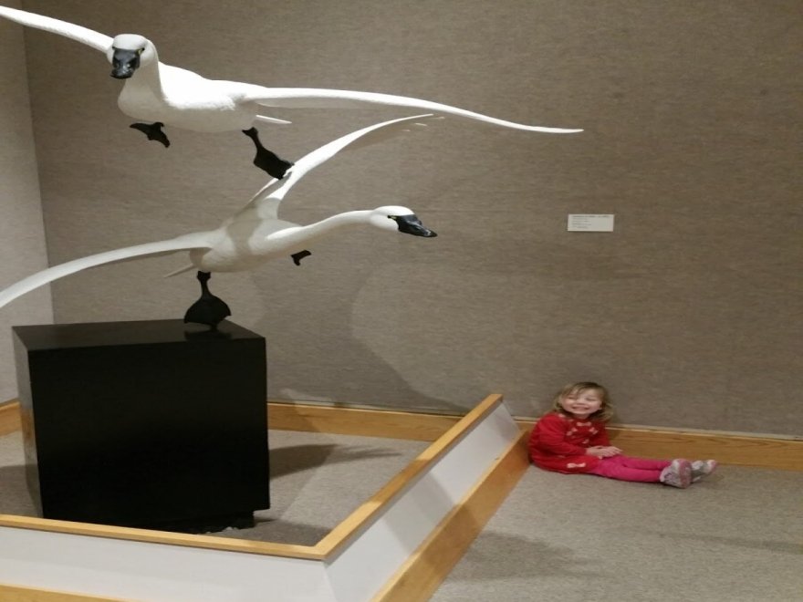 The Ward Museum of Wildfowl Art