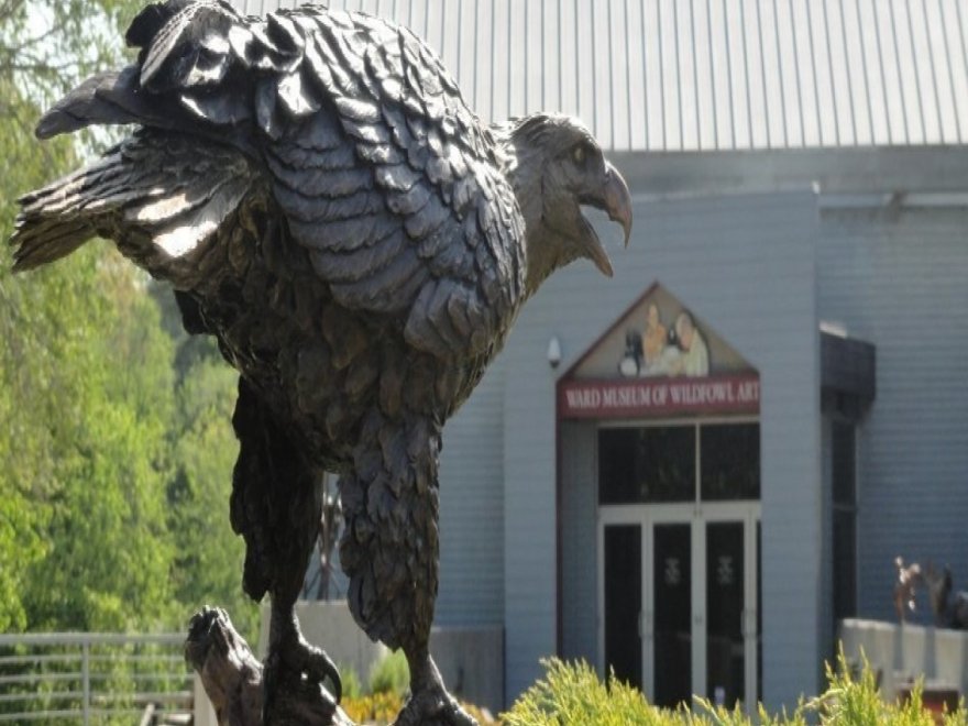 The Ward Museum of Wildfowl Art