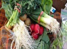 Shore Fresh Farmer's Market