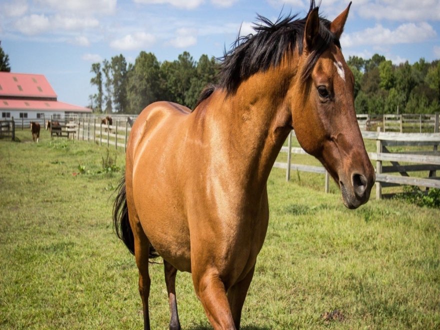 Holly Ridge Farm Equestrian Center